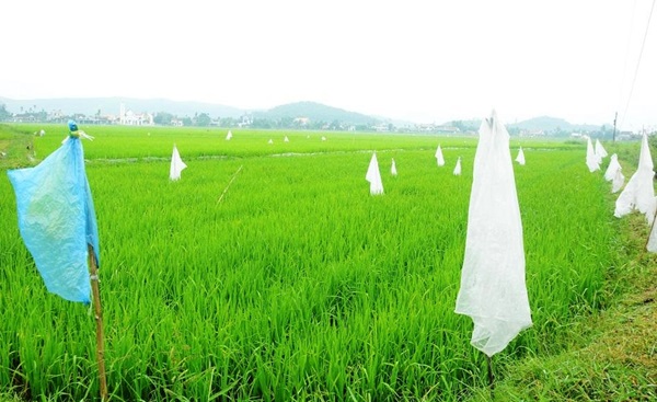 Nông dân Quảng Ngãi dùng bao nilon làm cờ cắm trên khắp các ruộng lúa để xua đuổi chuột. Ảnh: Ngọc Viên