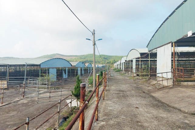 Nhiều dãy chuồng trại của Dự án chăn nuôi bò và trồng cây nguyên liệu của Công ty Bình Hà bỏ hoang vì chăn nuôi không hiệu quả. Ảnh: Trần Tuấn.
