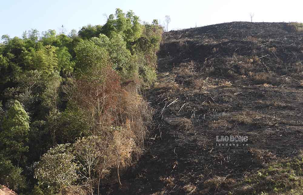 Trong những ngày đầu năm, trên địa bàn tỉnh Điện Biên đã liên tục xảy ra hơn 30 vụ phá rừng tái sinh.