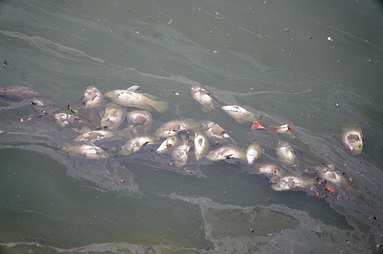 Gần 10 ngày qua, tại hồ Bách Hợp Thủy rộng 6ha trong công viên Thiên văn học (quận Hà Đông, Hà Nội), cá chết nổi trắng một góc, ngày đêm bốc mùi hôi thối.