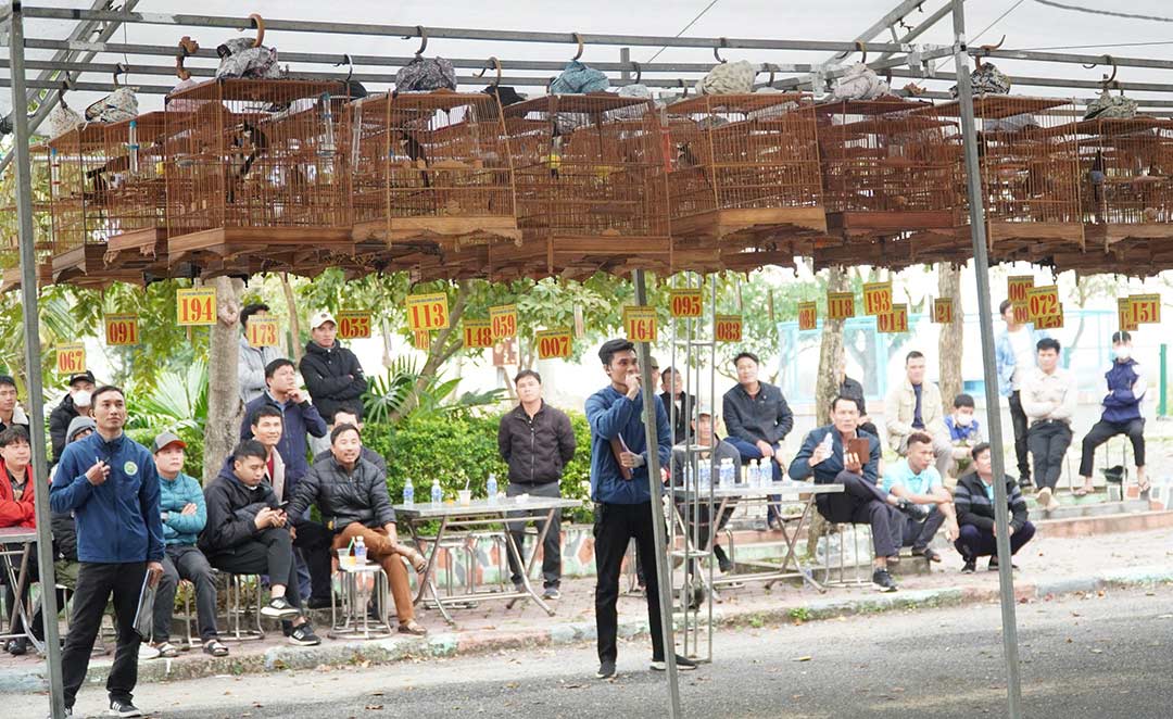 Hội thi tiếng hót chim chào mào tại lễ hội Đền Cờn 2024. Ảnh: Thanh Thủy