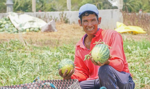Nhiều nông dân trên địa bàn tỉnh Sóc Trăng có thu nhập ổn định từ trồng dưa hấu thay lúa Đông Xuân muộn. Ảnh: Phương Anh