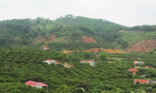 Do giảm gần 740ha rừng, tỉ lệ bao phủ rừng tại Bắc Giang giảm còn 37,8%. Ảnh: Bacgiang.gov.vn