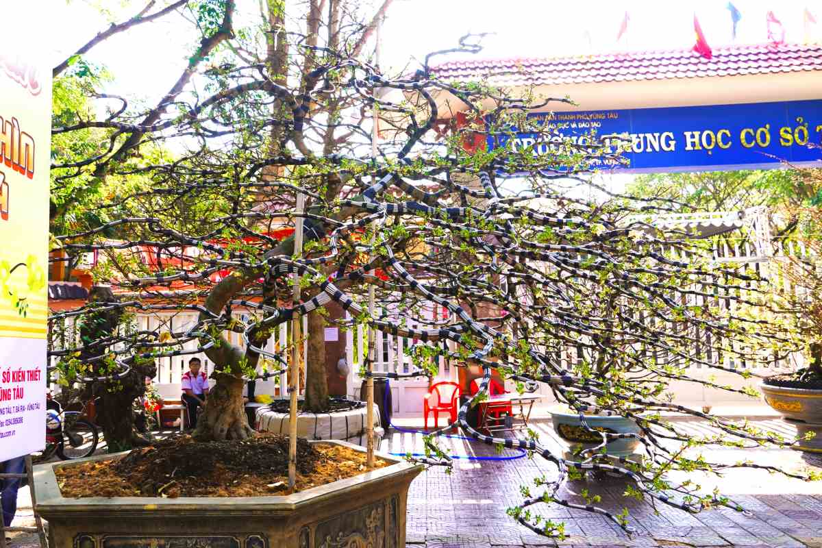 Theo ông Nguyễn Văn Thắng (vườn mai Nguyễn Thắng) cho biết, cây mai này được tạo thế “Bạc phong hồi đầu“, với độ tuổi khoảng 40 năm, được nhà vườn rao bán giá 600 triệu đồng. Ảnh: Thành An