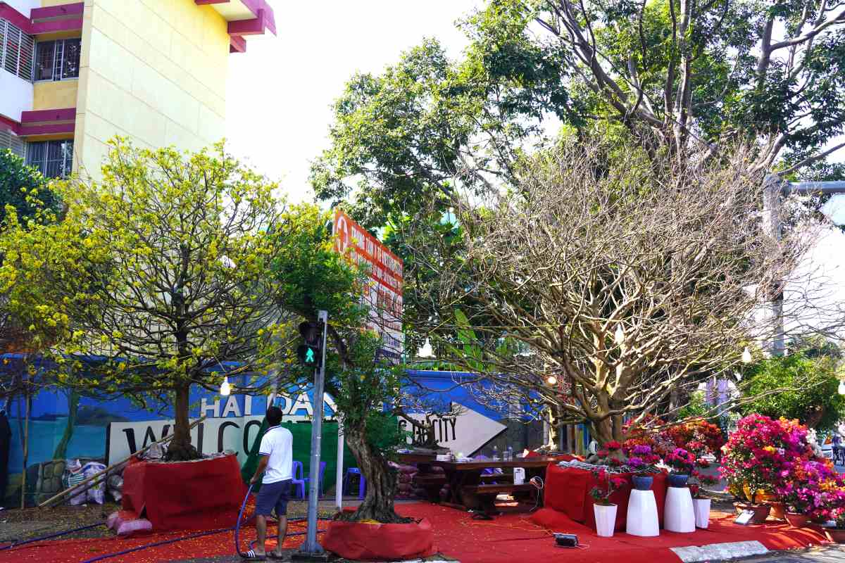 góc khác trên đường Nguyễn Thái Học, những cây mai “khủng” khác đang được trưng bày, rao bán. Ảnh: Thành An