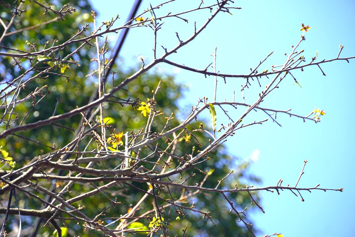 Khá nhiều búp nụ trên nhánh cây mai cổ, một số 
