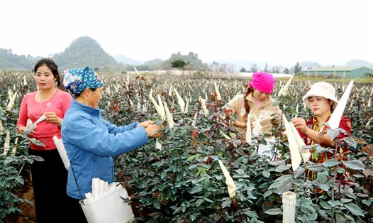 Cây hoa hồng được trồng ở Quản Bạ (Hà Giang) khoảng hơn 5 năm nay và cho giá trị cao hơn cây trồng bản địa. Ảnh: Lê Hải.