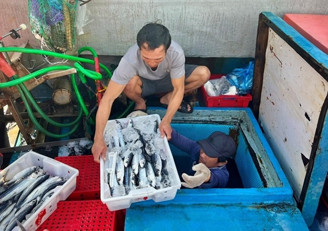 Ngư dân đưa cá chuồn từ khoan tàu lên bờ để bán cho thương lái. Ảnh: Ngọc Viên