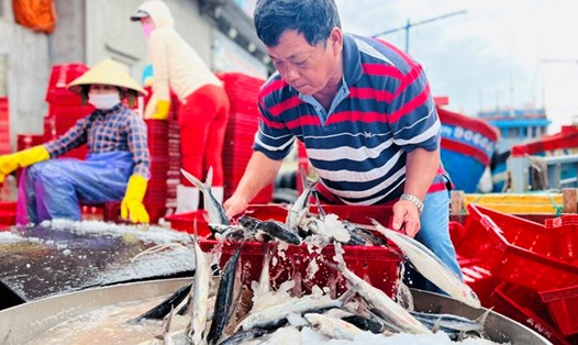 Tại xã Bình Châu, ngư dân làm nghề lưới chuồn gặt hái nhiều chuyến biển bội thu. Ảnh: Ngọc Viên