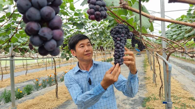 Anh Nguyễn Ngọc Thuần, chủ vườn nho Hạ đen đầu tiên ở Trà Vinh. Ảnh: Hoàng Lộc