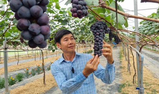 Anh Nguyễn Ngọc Thuần, chủ vườn nho Hạ đen đầu tiên ở Trà Vinh. Ảnh: Hoàng Lộc