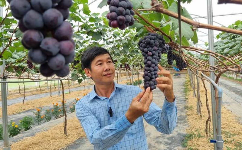 Anh Nguyễn Ngọc Thuần, chủ vườn nho Hạ đen đầu tiên ở Trà Vinh. Ảnh: Hoàng Lộc