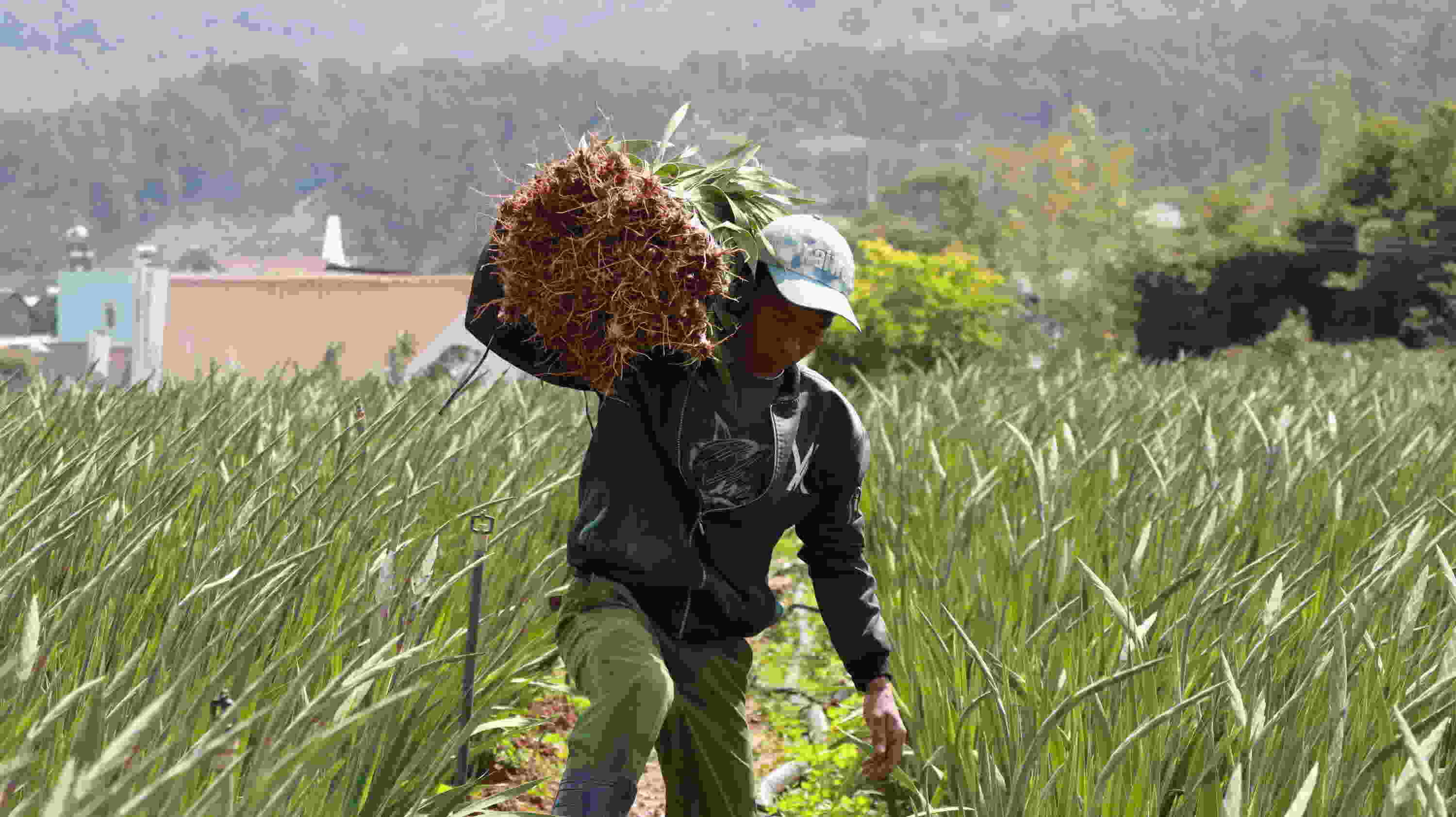 Những ngày cận Tết Nguyên đán, giá hoa lay ơn ở làng hoa lay ơn lớn nhất tỉnh Lâm Đồng chỉ có giá khoảng 35.000 đồng/bó. Ảnh: Văn Long