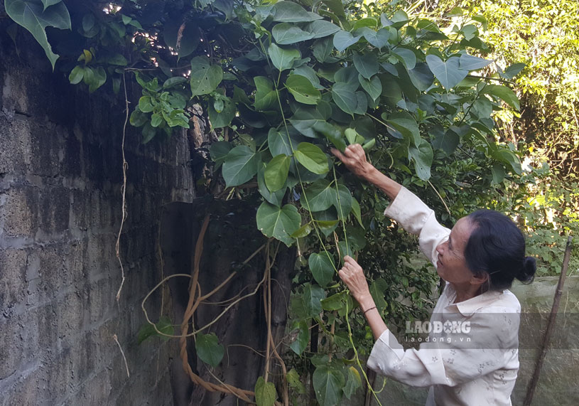 Bà Trần Thị Thái ở thôn Tây Nguyên, xã Mường So đang hái lá ngón để chuẩn bị cho bữa cơm tất niên. Ảnh: Nguyên Phong