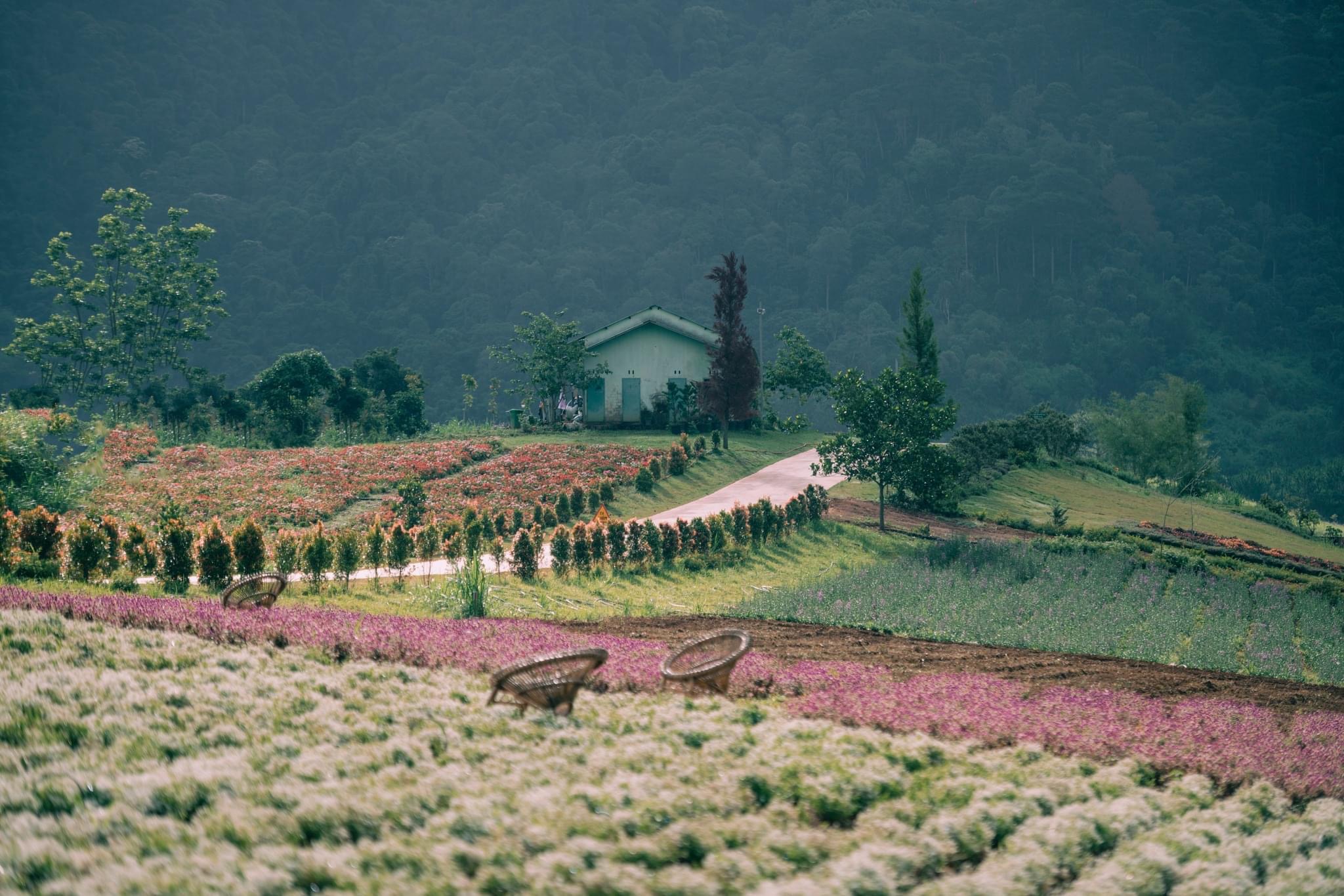 Đà Lạt nổi tiếng là miền đất của muôn ngàn hoa. Trong đó, The Florest là một trong những vườn hoa lớn nhất, bao gồm nhiều dịch vụ vô cùng hấp dẫn cho du khách đến Đà Lạt. 