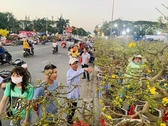Hoa mai được thương lái bày bán trên đường Phạm Văn Đồng. Ảnh: Ngọc Viên