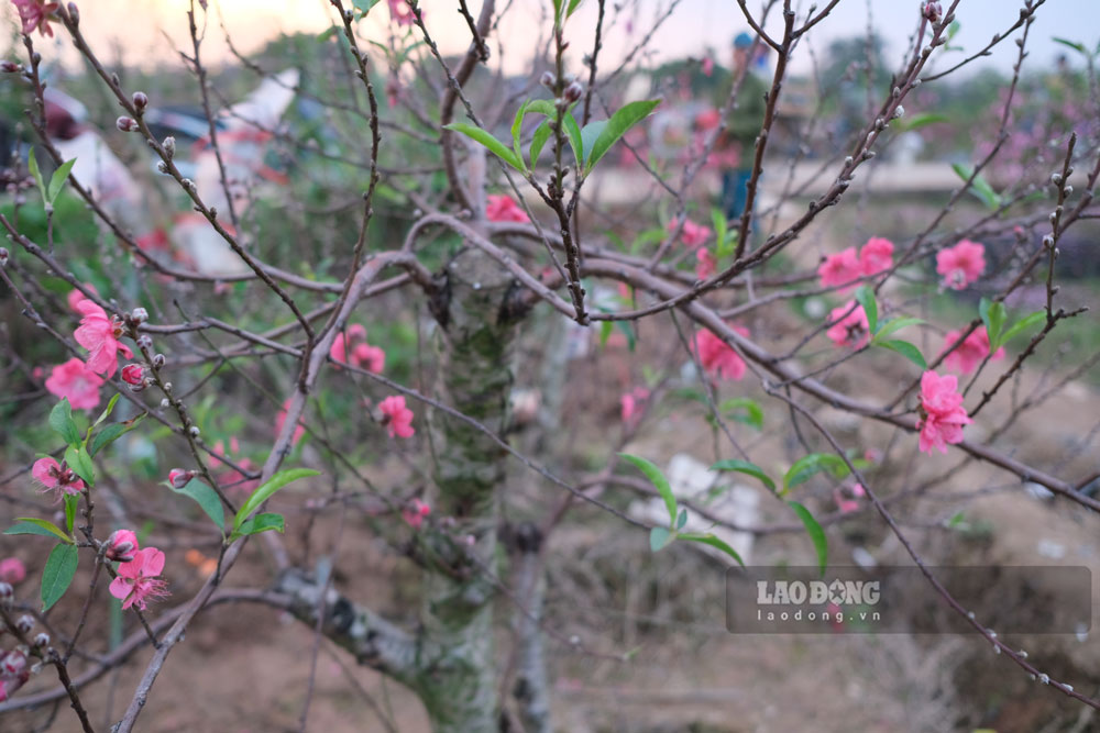 Đào bích Mông Tự với ưu điểm cánh kép dày, bông lớn sắc thắm hồng là loài hoa được những người yêu thích. Ảnh: Bảo Nguyên