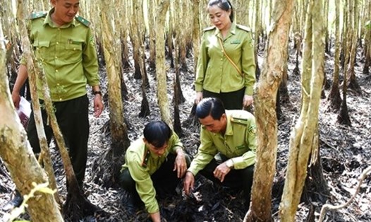 Lực lượng kiểm lâm thường  xuyên kiểm tra mực nước tại rừng U Minh Hạ, Cà Mau. Ảnh: Nhật Hồ