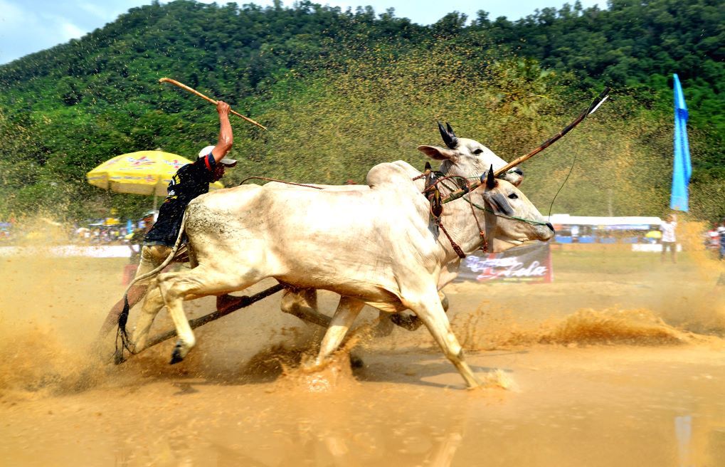 Người điều khiển (chầm - nik) phải khéo léo đưa ra quyết định về thời điểm thúc đôi bò chạy với tốc độ hợp lý nhất theo quy định từng vòng đua. Ảnh: Lục Tùng