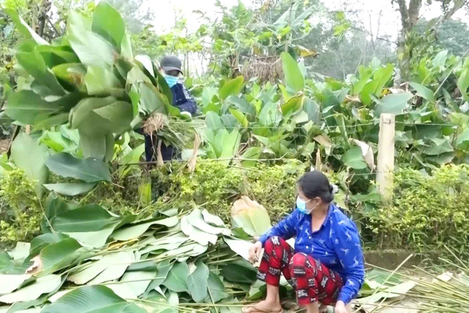 Nhờ thu hoạch lá dong bán mà nhiều gia đình ở thôn Vĩnh Phúc có cái Tết đủ đầy hơn. Ảnh: Trần Tuấn.