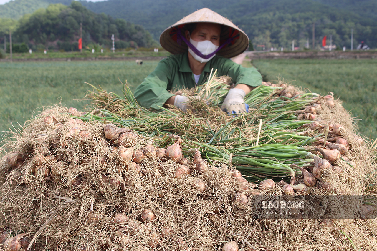 Tháng giáp Tết là thời điểm Kinh Môn thu hoạch hành, tỏi nên người tiêu dùng có thể dễ dàng mua được mẻ hành để nén ưng ý. Ảnh: Lê Tuyến