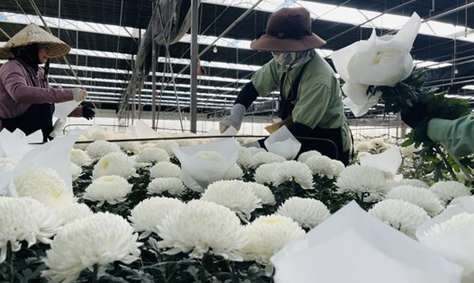 Hầu hết nhà vườn trồng hoa Tết tại TP Đà Lạt đều cắt giảm diện tích trồng hoa Tết năm nay từ 10 - 30%. Ảnh: Mai Hương