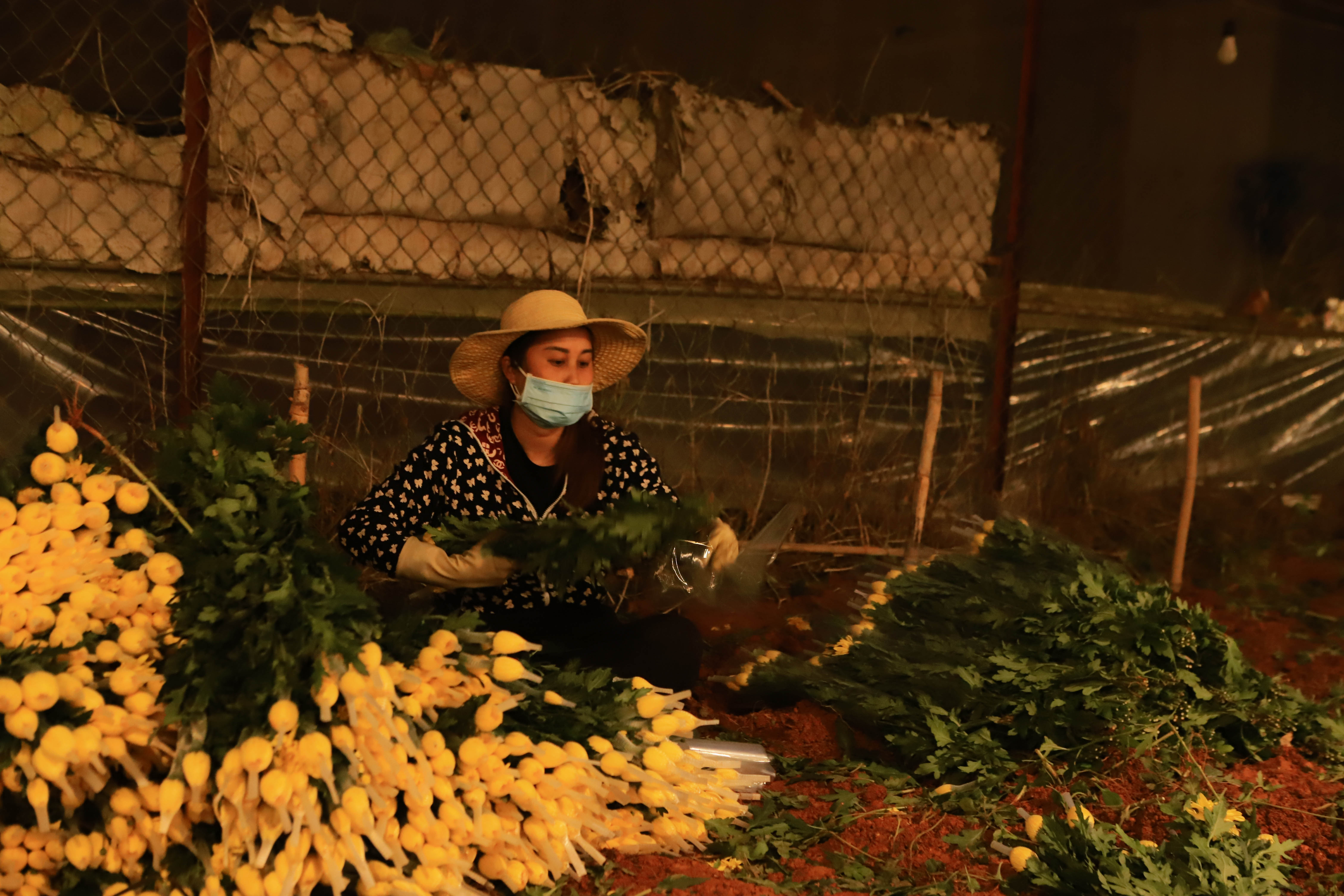 Dù chịu ảnh hưởng do khó khăn chung của nền kinh tế nhưng với kinh nghiệm sau nhiều vụ hoa Tết, hầu hết người trồng hoa tại Đà Lạt vẫn tin tưởng, lạc quan về vụ hoa Tết Nguyên đán Giáp Thìn 2024. 