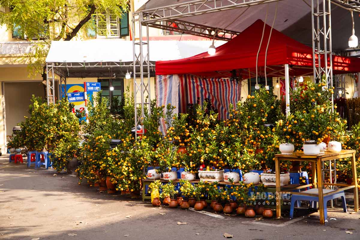 Những chậu quất bonsai được bày bán dọc hai bên đường phố Hàng Cót, Hàng Lược. Giá một cây quất cảnh dao động từ 300.000 đồng đến 1 triệu đồng, tùy theo kích cỡ, kiểu dáng.