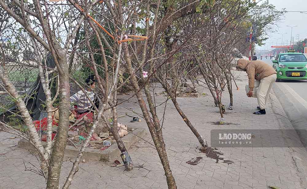 Chị Thào Thị Mảy nhà ở xã Hua Thanh, huyện Điện Biên cũng đang có gần 100 cành đào được chồng chị đi mua gom từ các vườn đồi ở các bản vùng cao về bán. Tuy nhiên, hơn 10 ngày qua mới bán được gần chục cành, chưa đủ tiền gốc.