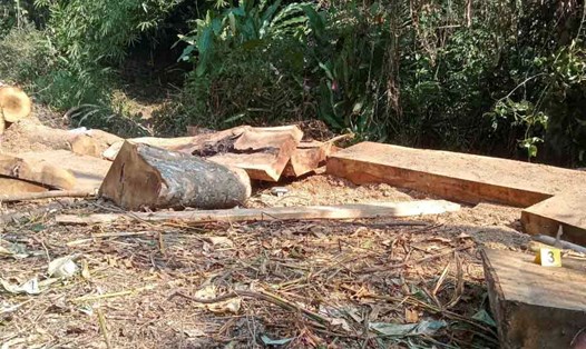 Một cây cổ thụ có đường kính hơn 1m trong rừng phòng hộ ở Điện Biên bị đốn hạ. Ảnh: Người dân cung cấp