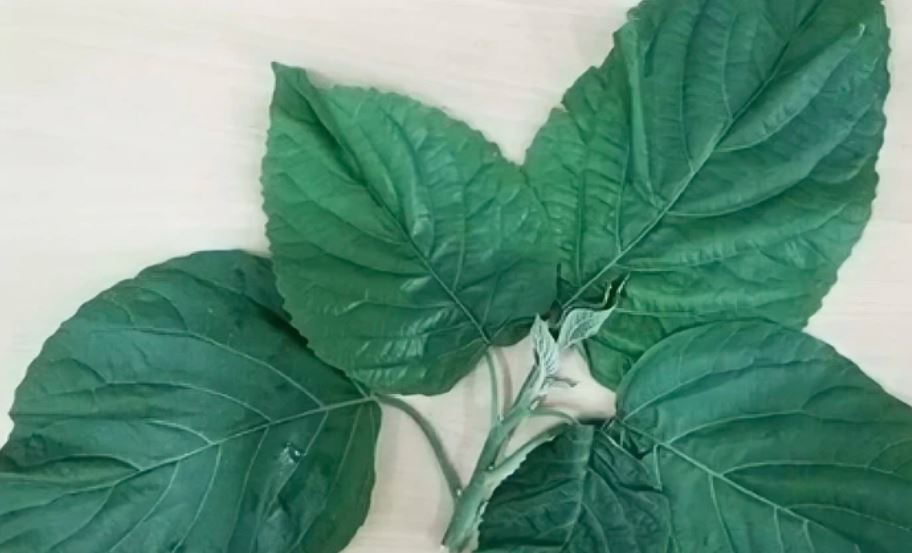 Lá lộc mại người bệnh ăn. Ảnh: BVCC