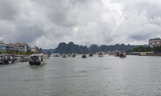 Đội tàu du lịch vịnh Hạ Long. Ảnh: Nguyễn Hùng