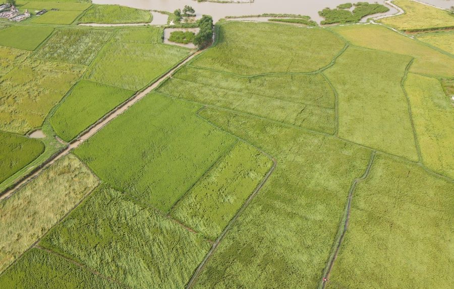 Diện tích trồng lúa hữu cơ ở tỉnh Quảng Trị đang được nhân rộng. Ảnh: Tiến Nhất.