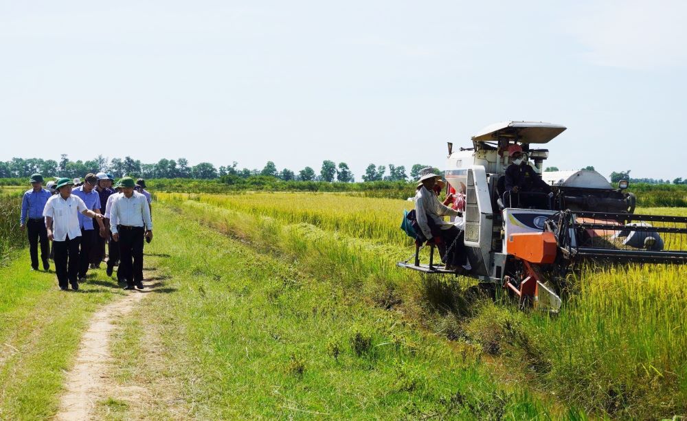 Lãnh đạo tỉnh Quảng Trị kiểm tra mô hình trồng lúa hữu cơ cho năng suất cao, bán giá thành ổn định. Ảnh: Tiến Nhất.