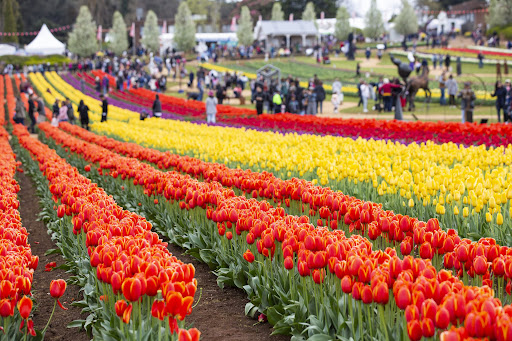 Sắc hoa tulip quyến rũ ở Canada.