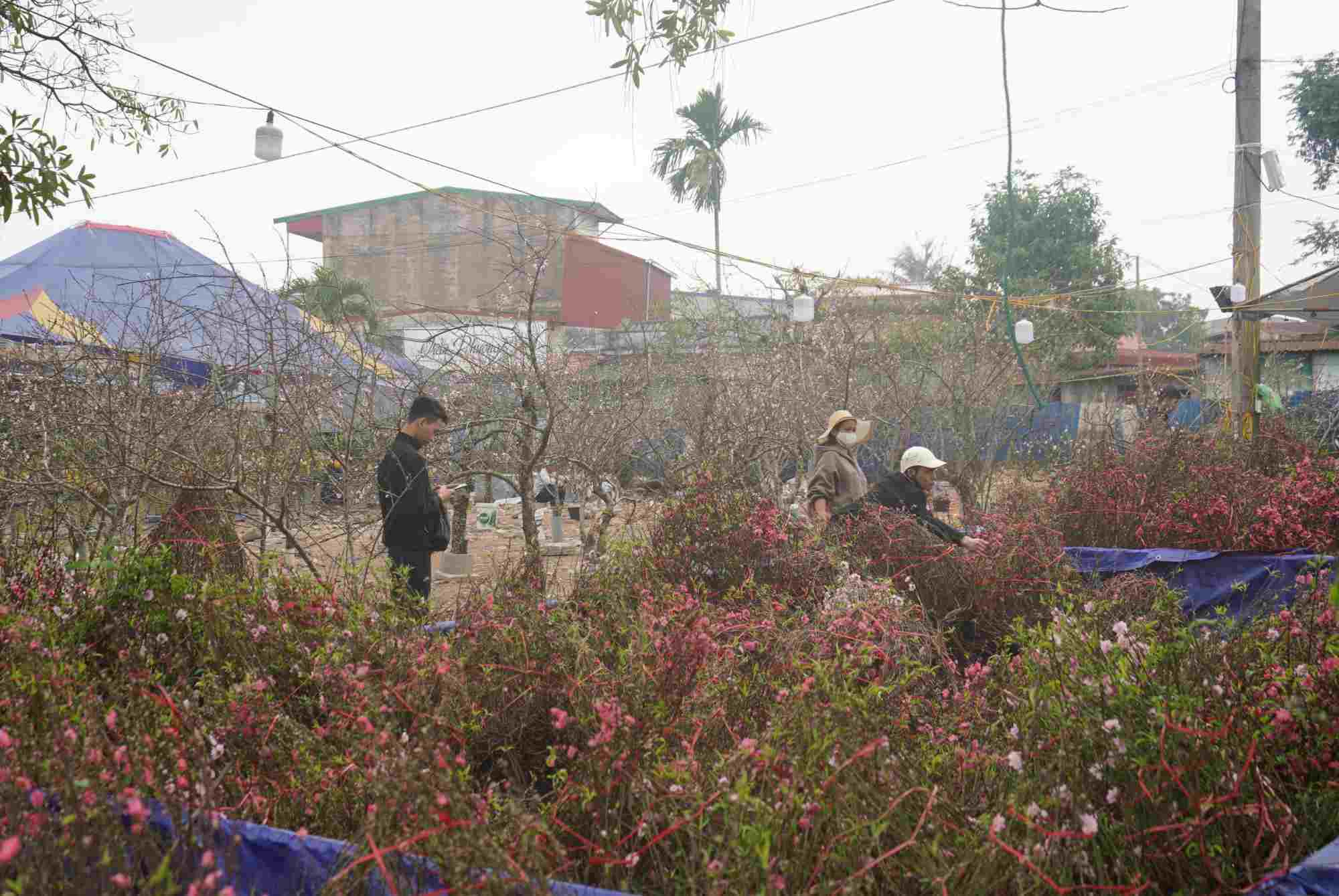 Tại chợ hoa trên đường Lê Hồng Phong, theo ghi nhận của PV Lao Động, lượng người mua không quá đông. Trong chiều 28 Tết không xảy ra tình trạng ùn tắc tại đây. 