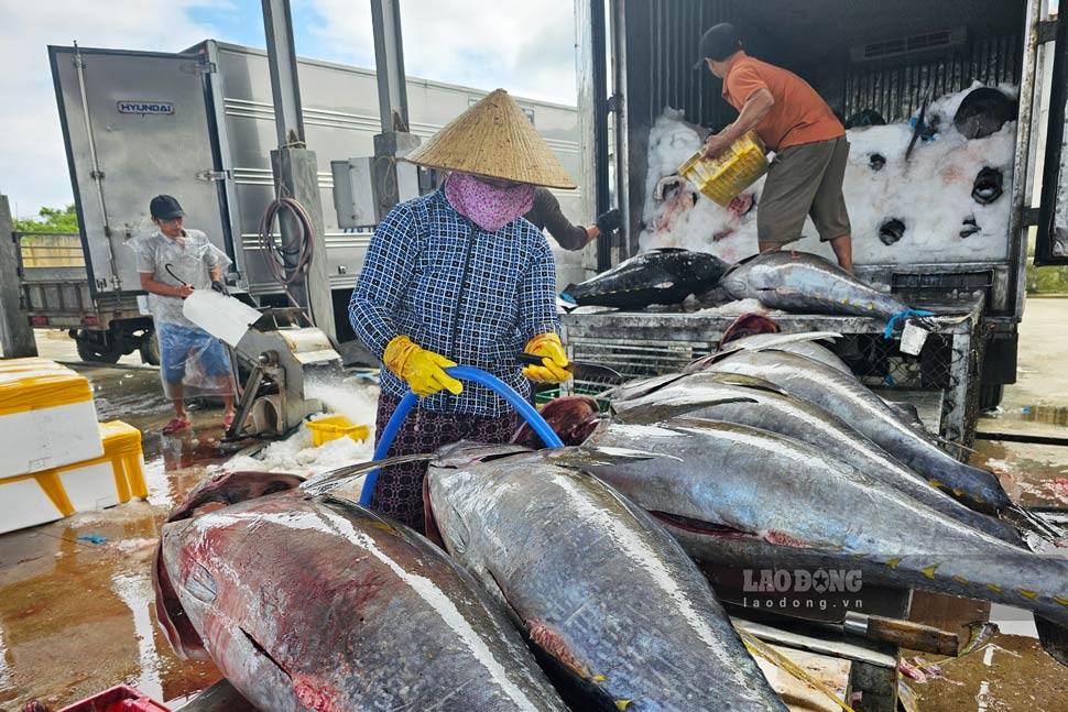 Ngư dân Bình Định đưa cá ngừ vào bờ bán cho thương lái. Ảnh: Hoài Luân