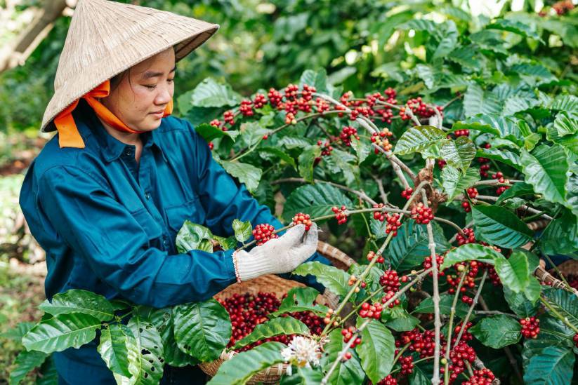 Nông dân tỉnh Đắk Lắk thu hoạch cà phê.  Ảnh: ĐÌNH VIÊN