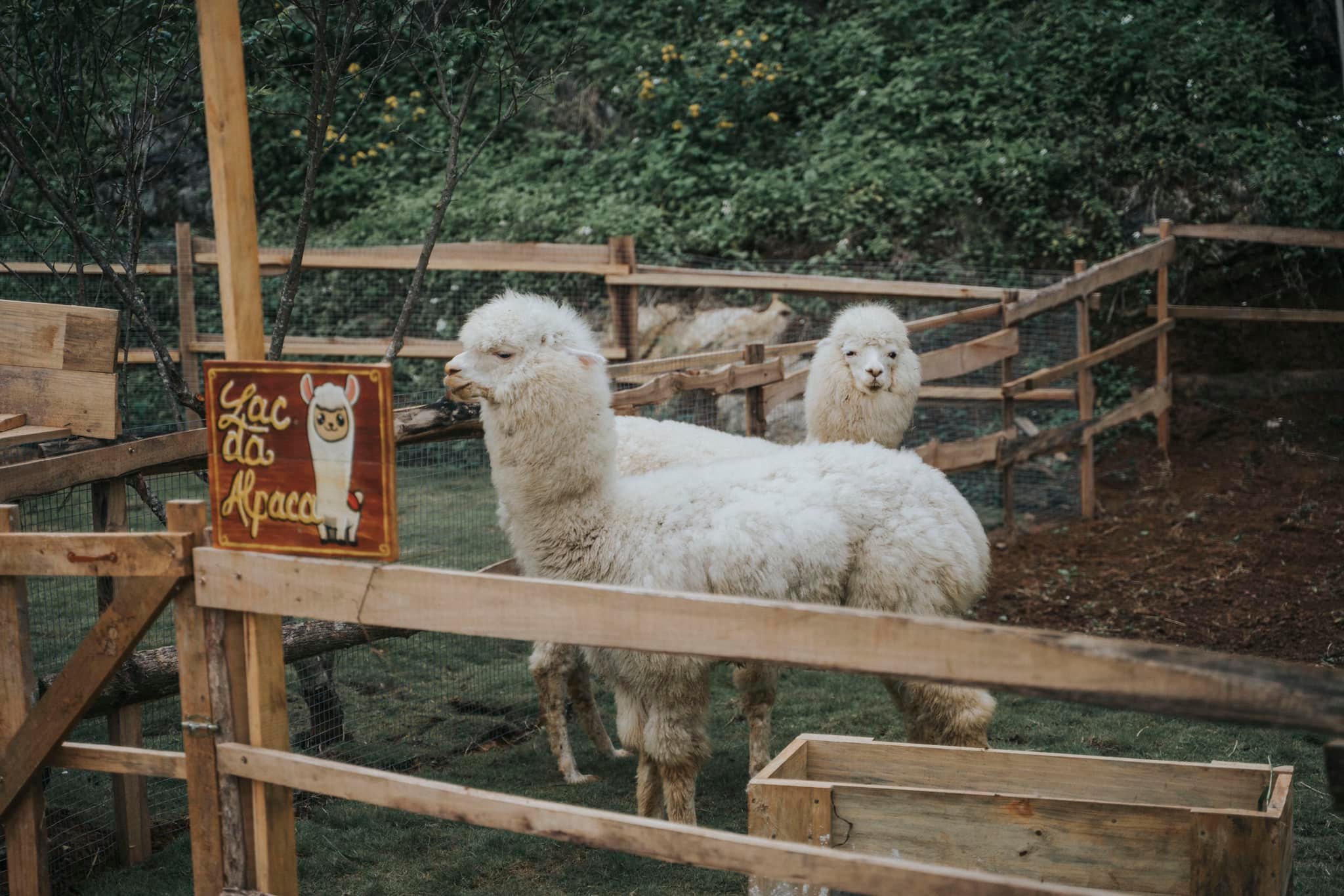 Ngoài các thú cưng quen thuộc như chó, mèo, thỏ... Trại Hoa Vàng còn là nông trại đầu tiên nuôi ngựa pony và lạc đà Alpaca tại Mộc Châu.