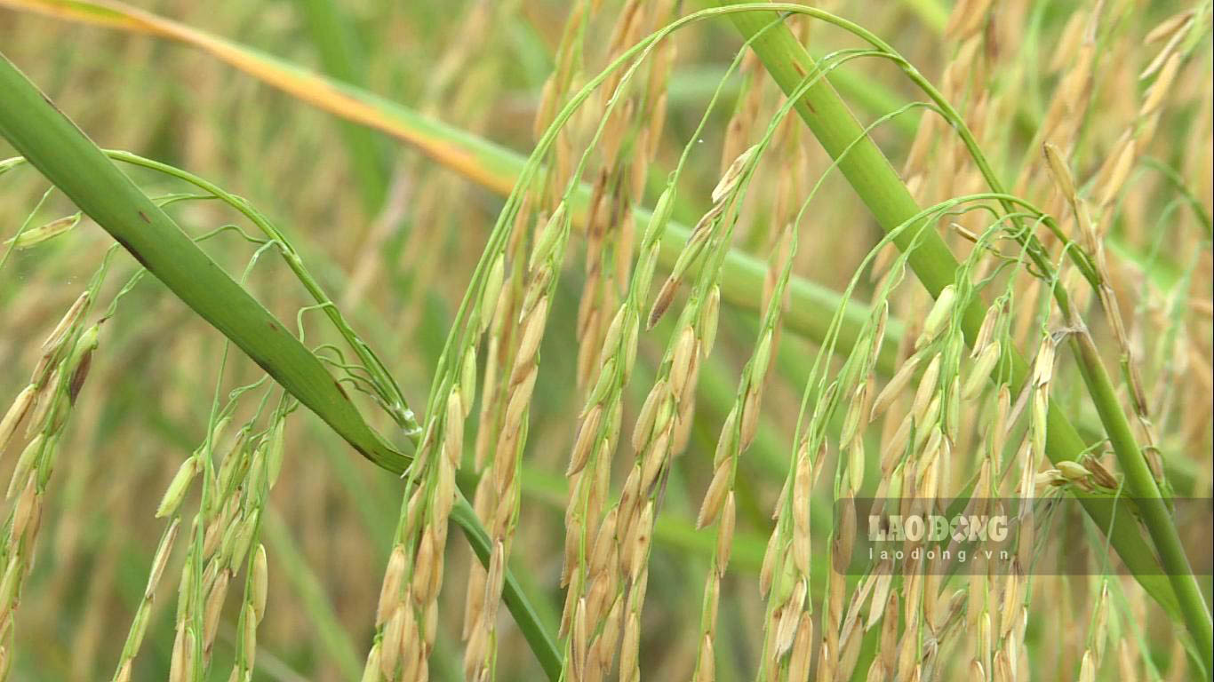 Lúa trồng theo hướng hữu cơ mang lại nhiều hiệu quả về kinh tế, môi trường. Ảnh: Xuân Nhi