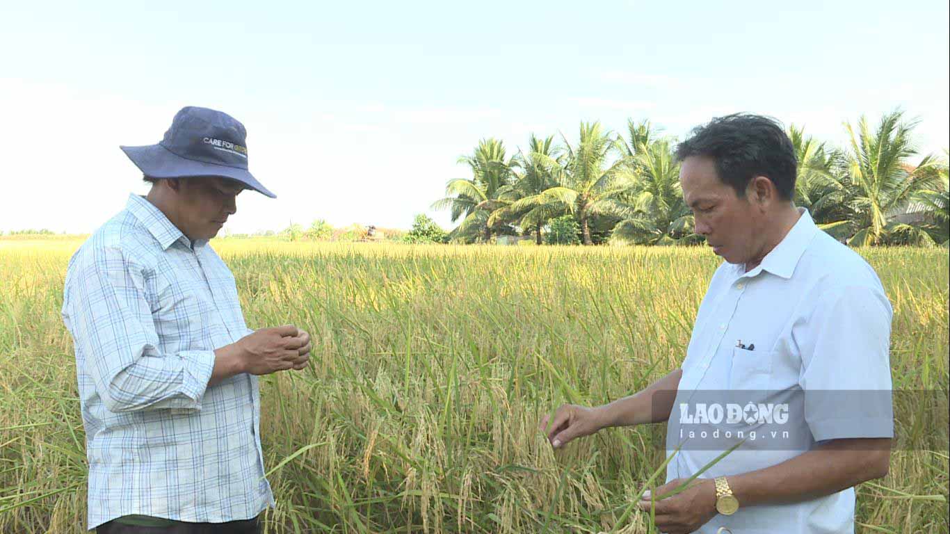 Anh Mến (trái) và ông Thương (phải) thăm đồng lúa canh tác hữu cơ. Ảnh: Xuân Nhi