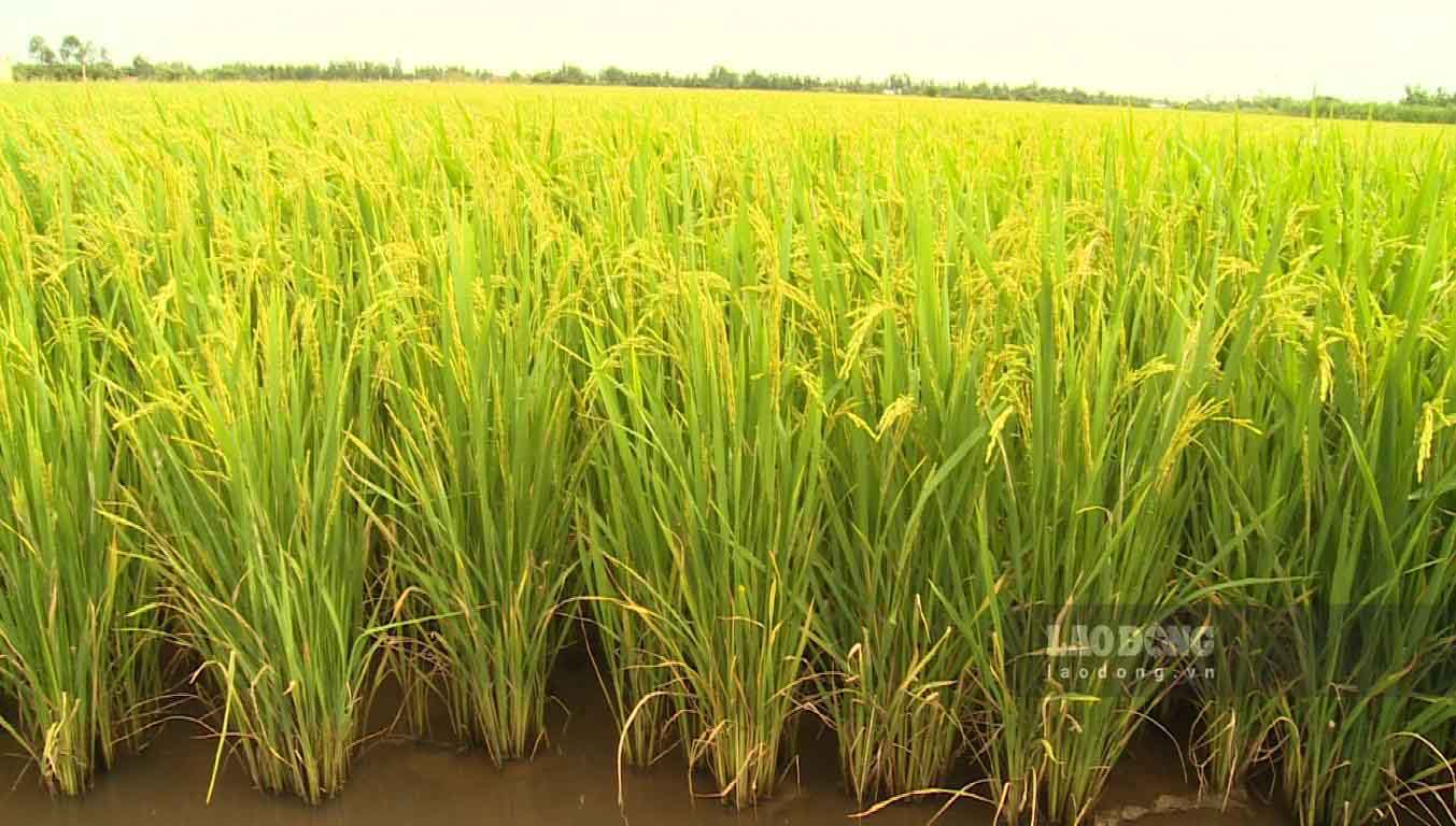 Năm 2023, huyện An Biên xuống giống lúa trên đất nuôi tôm khoảng 20.500 ha. Ảnh: Xuân Nhi