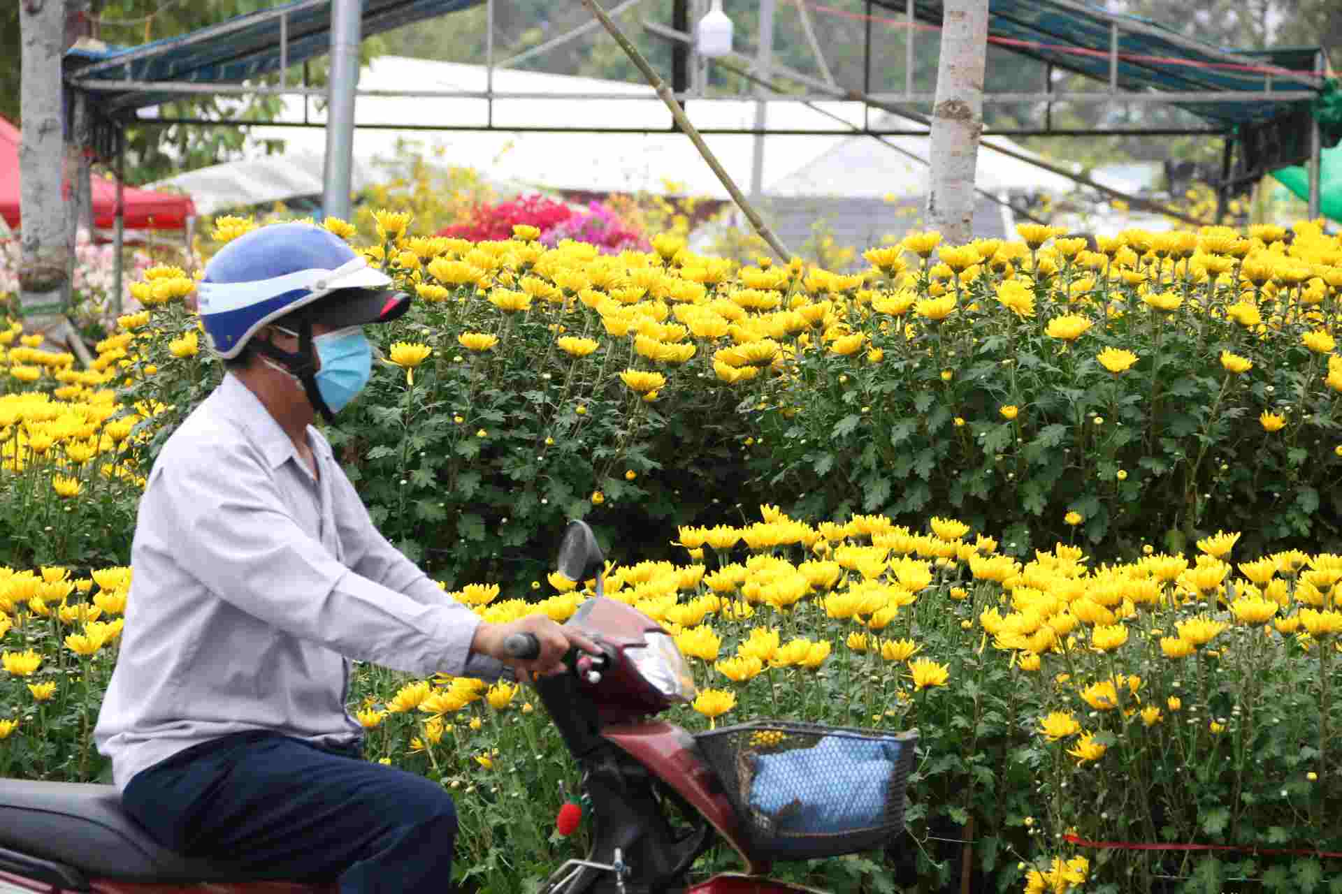 Trong khi đó, tại chợ hoa Bạch Đằng ở phường Phú Cường, thành phố Thủ Dầu Một - đây là một trong những chợ hoa Tết lớn nhất ở Bình Dương. Cho đến trưa nay, lượng hoa còn rất nhiều.