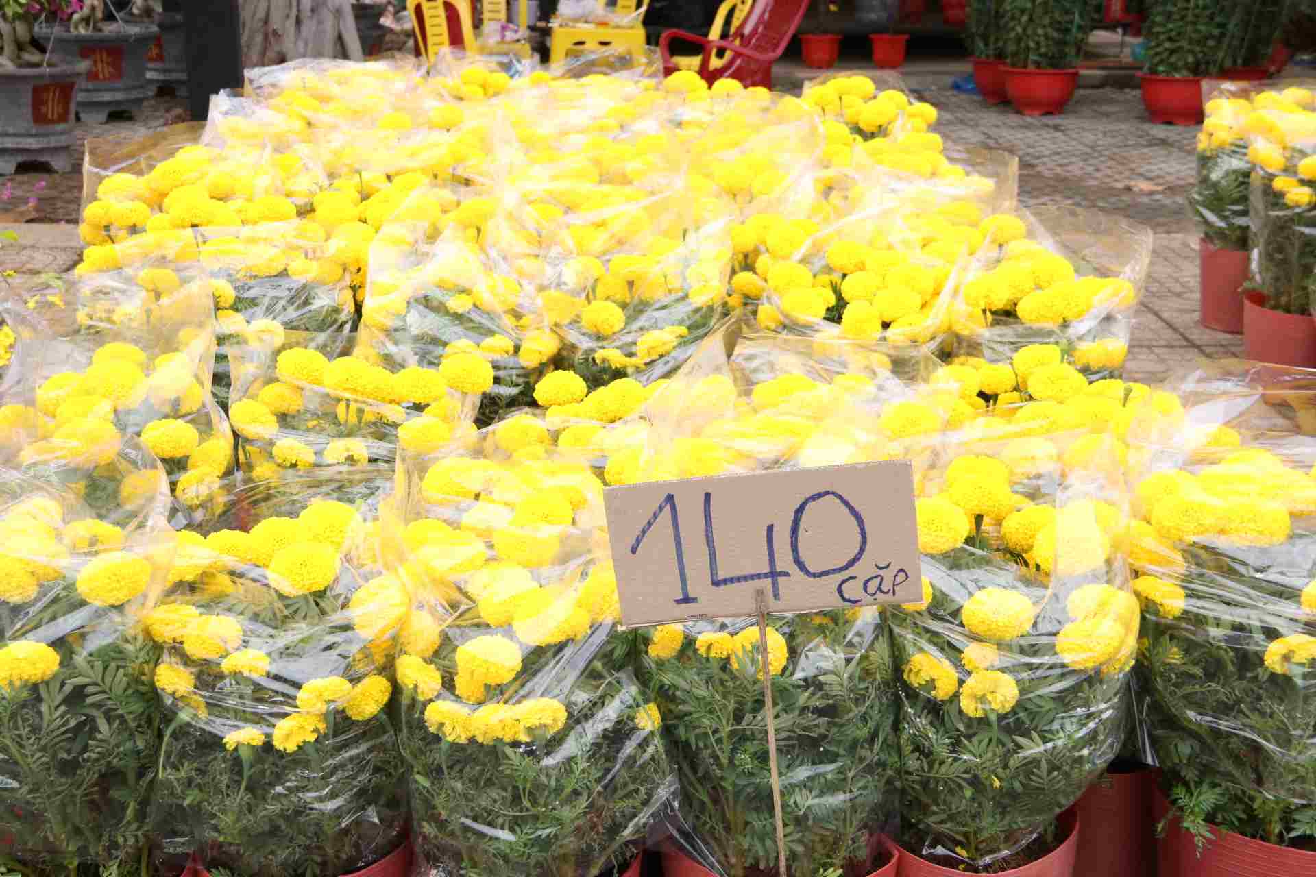 Hoa vạn thọ trước bán từ 160-200.000 đồng, nay giảm giá xuống 1400.000 đồng/ cặp.
