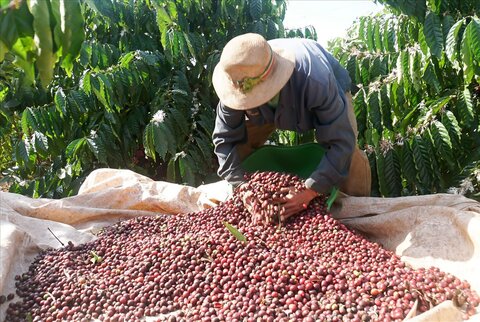 Cà phê năm nay có mức giá cao kỷ lục trong nhiều năm trở lại đây. Ảnh: Phan Tuấn