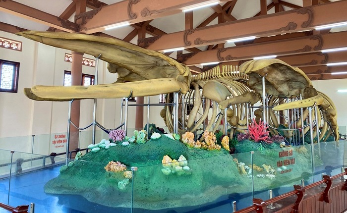 Hai bộ xương cá Ông ở lăng Tân, huyện Lý Sơn. Ảnh: Ngọc Viên