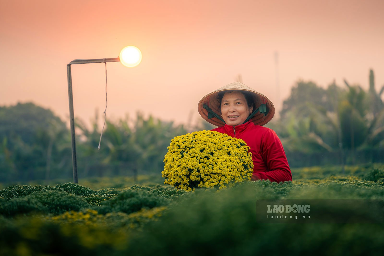 Mùa Tết - mùa thu hoạch hoa của người nông dân làng hoa Sa Đéc, thành phố Sa Đéc, tỉnh Đồng Tháp. 