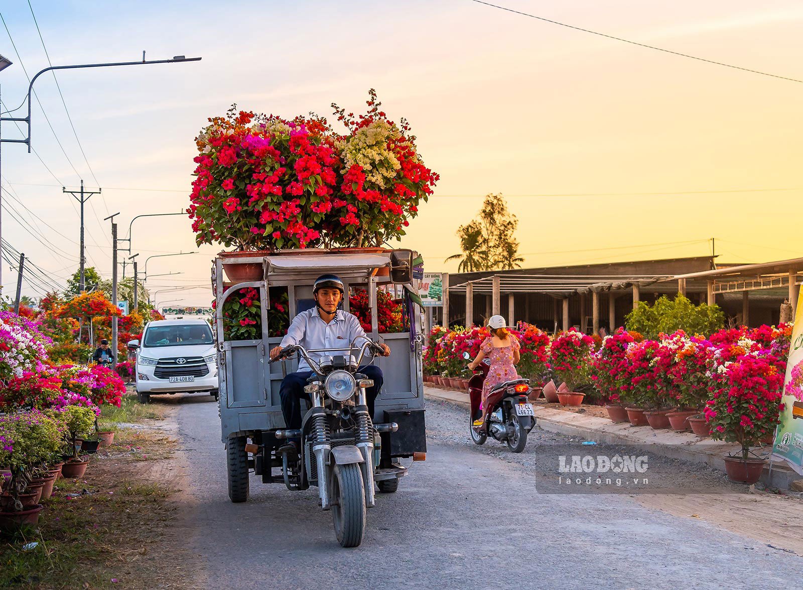 Bên cạnh những ruộng cúc mâm xôi ngập tràn sắc vàng là các vườn hoa giấy rực rỡ màu hồng đỏ cam... Giáp Tết là dịp các làng hoa nhộn nhịp nhất trong năm, xe ba gác chở hàng ra vào liên tục để đưa xe tới khách mua trực tiếp tới các xe mua buôn đưa đi khắp tỉnh thành trong vùng. 