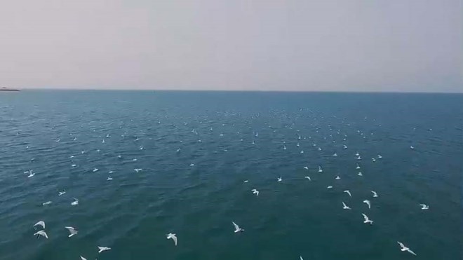 Đàn Hải âu tại vùng biển Cô Tô ngày 9.3. Ảnh: Nguyễn Tuấn Dũng