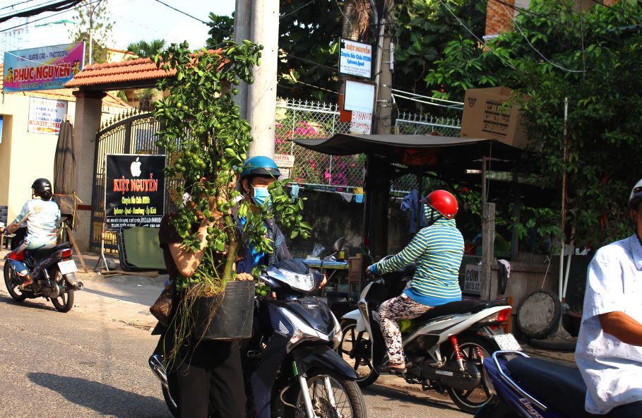 Và cả việc đại hạ giá. Cây hạnh có thân to và nhiều trái như thế này chỉ còn giá 100.000 đ/cây. Ảnh: Lục Tùng